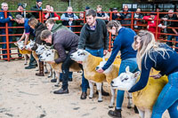 Longtown Ram Fair-41
